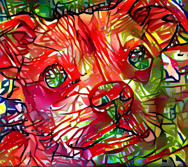 Kito Through the Eyes of a Chihuahua