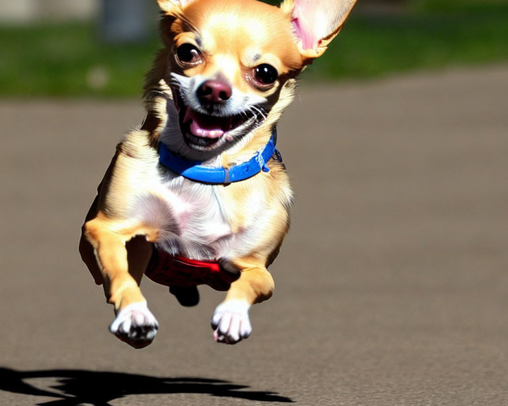 Joyful Chihuahua in Blue Collar Leaping on Sunlit Pavement