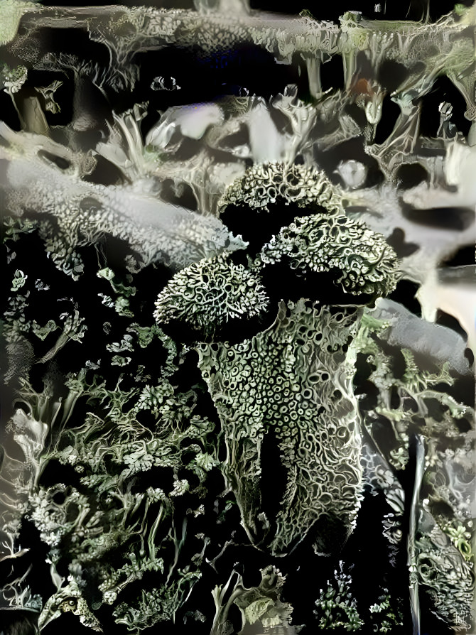 Lichen