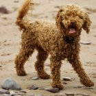 Brown Curly-Furred Dog Playing with Blue Ball on Sandy Surface