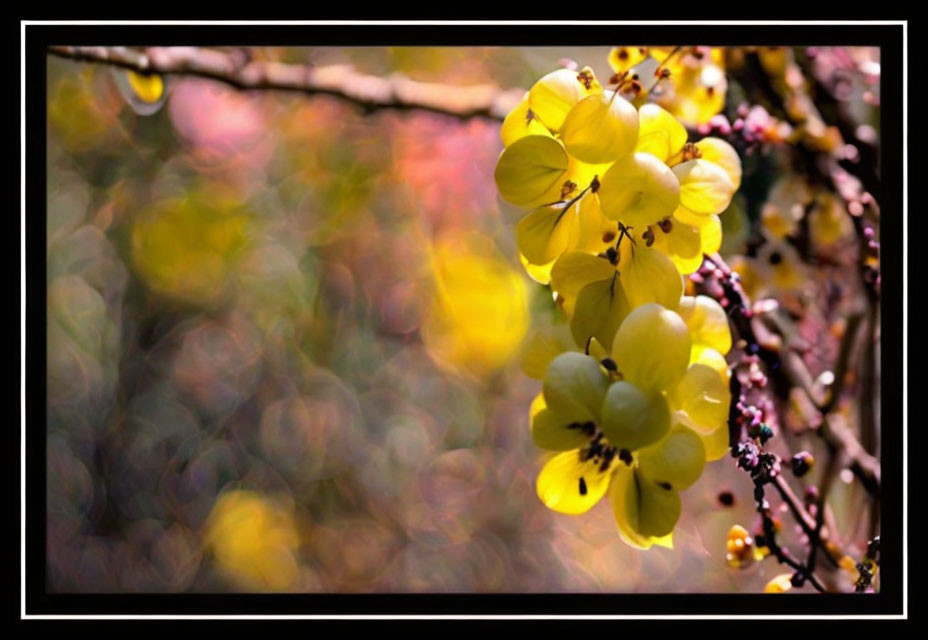 Bright Yellow Flowers on Branch with Soft-Focus Warm Background