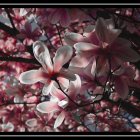 Monochromatic style portrait of woman with flowing hair and pink blossoms