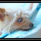 Fluffy white and tan dog on blue floral fabric, looking thoughtful