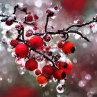 Vibrant red berries in snow with water droplets on red background