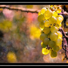 Bright Yellow Flowers on Branch with Soft-Focus Warm Background