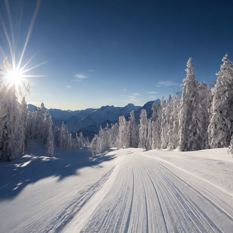 Winter scene: Ski track through snowy forest under clear sky