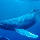 Giant whale and bird in surreal ocean scene under moody blue sky