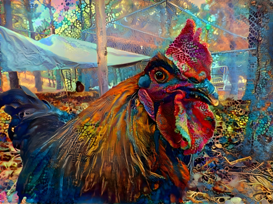 Alice Our Rooster #1