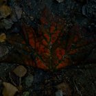 Twilight mystic forest with red sunlight on autumn leaves & stream