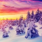 Colorful Winter Landscape with Sparkling Bubbles & Snowy Trees