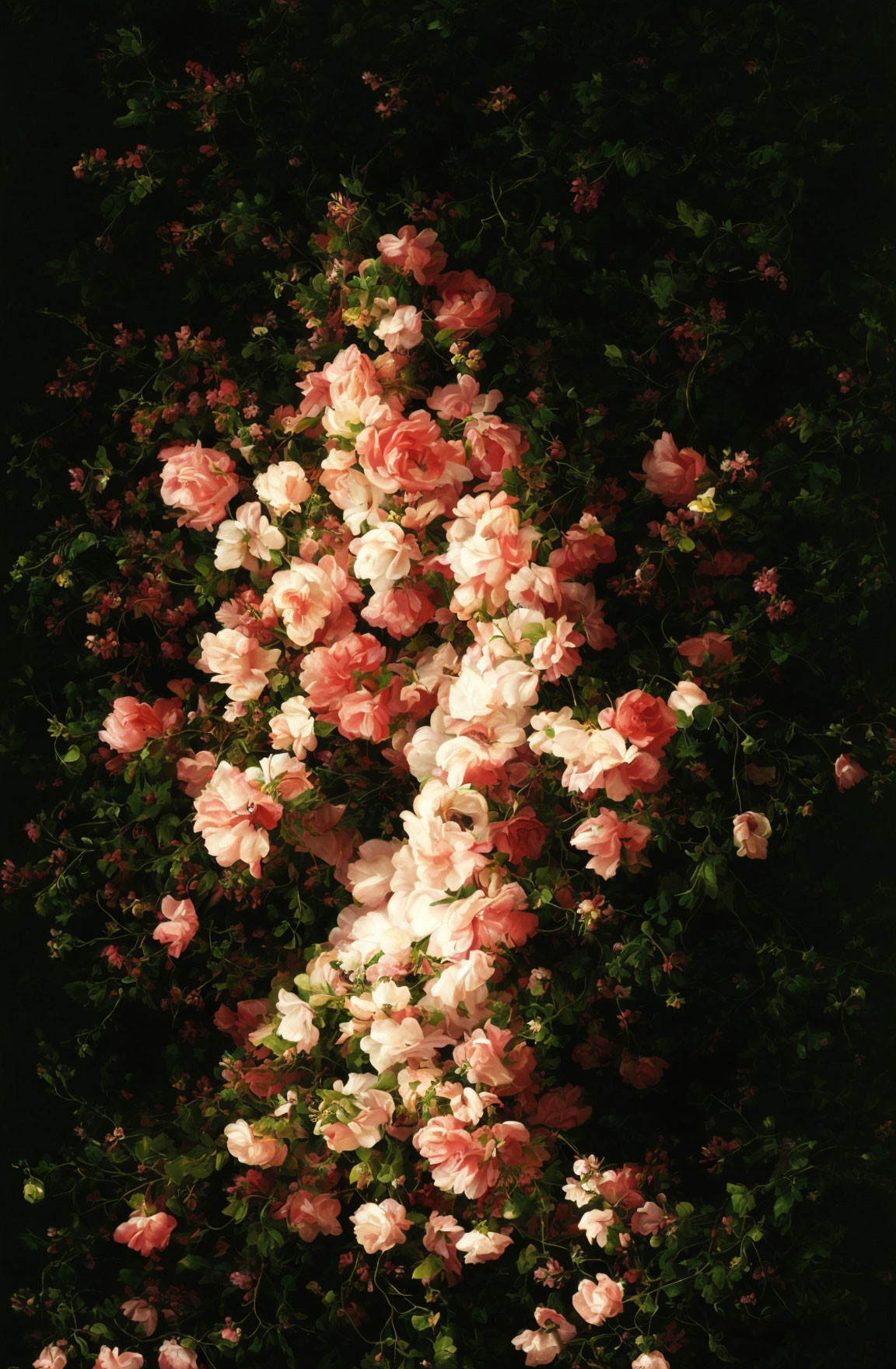 Pink roses blooming in lush greenery with sunlight highlighting petals