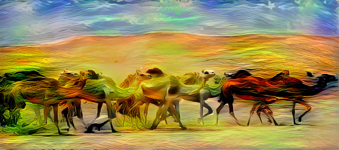 Sahara camels