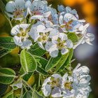 White and Yellow Flowers with Water Droplets on Dark Background