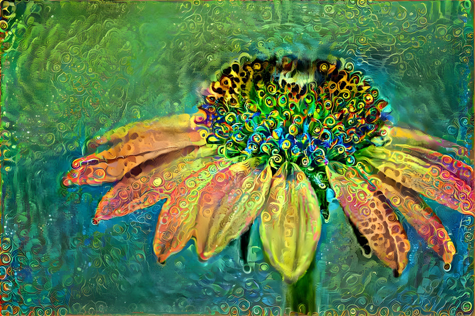 Fantasy Coneflower