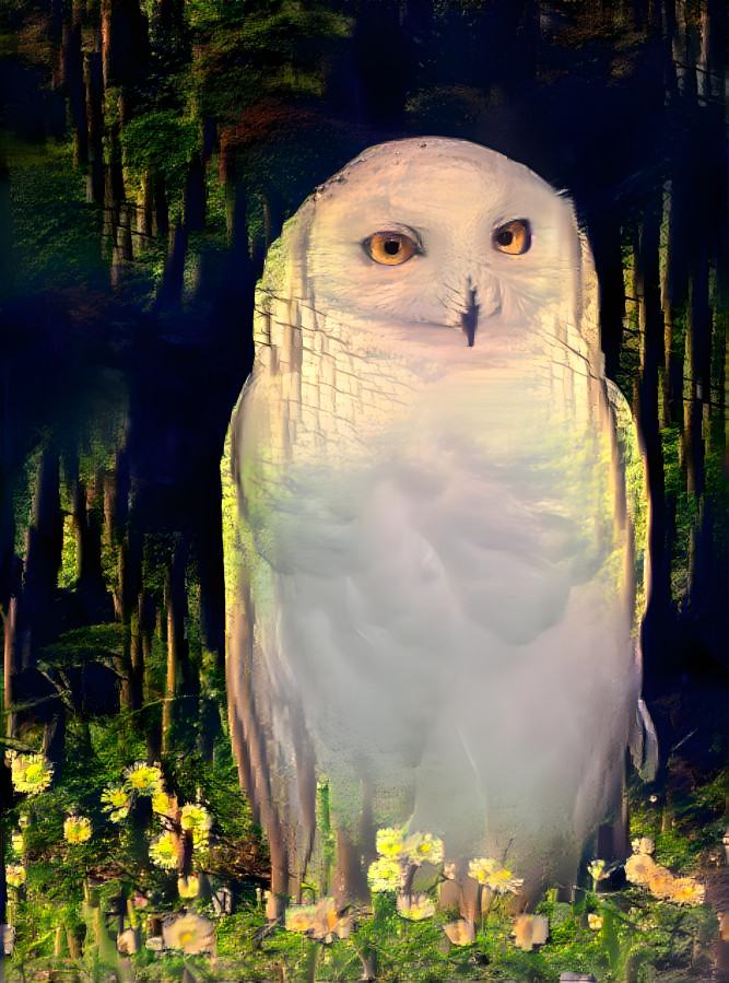 Owl from the woods