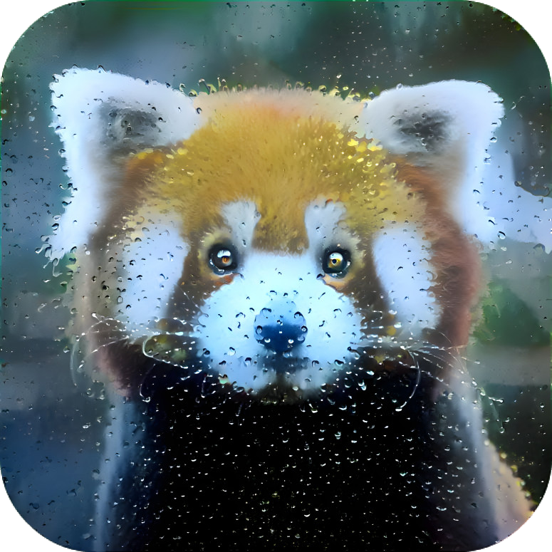 Red Panda in water drops window