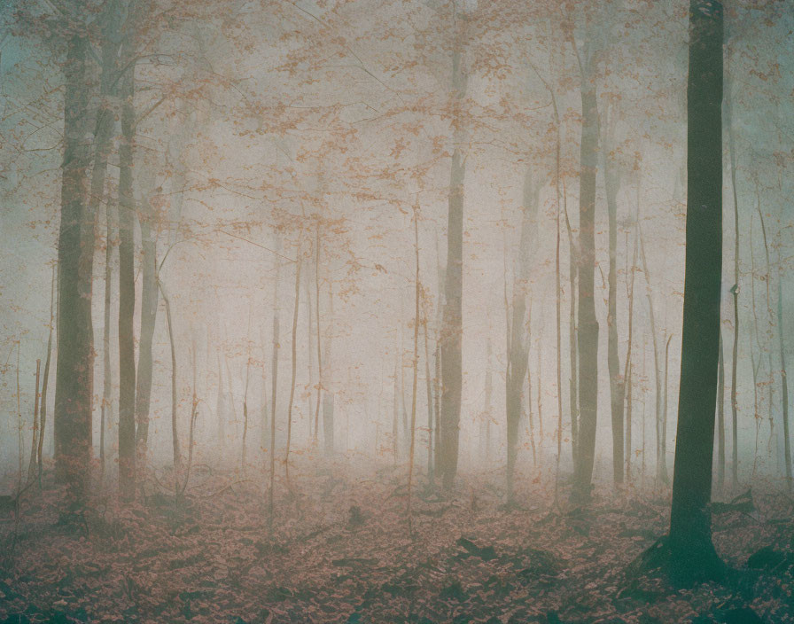 Ethereal forest scene with tall, thin trees in soft fog