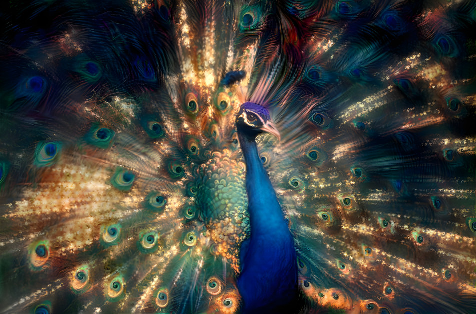 The Peacock