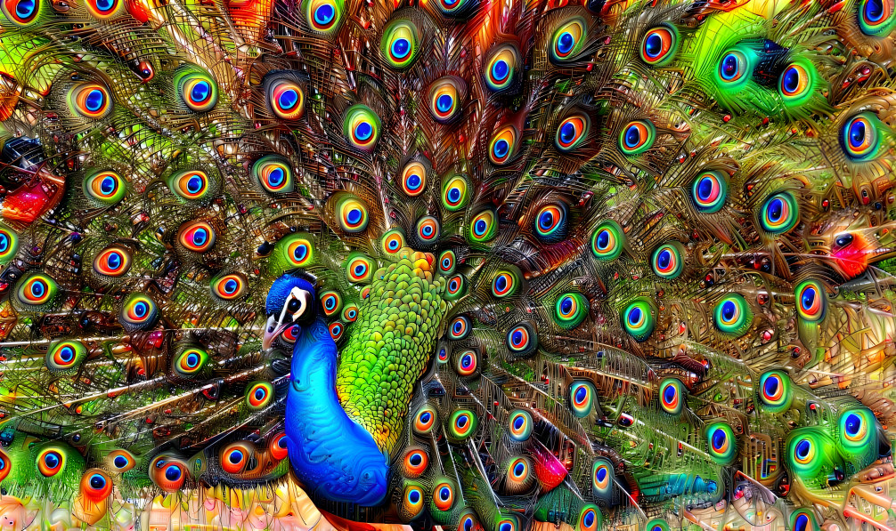 peacock