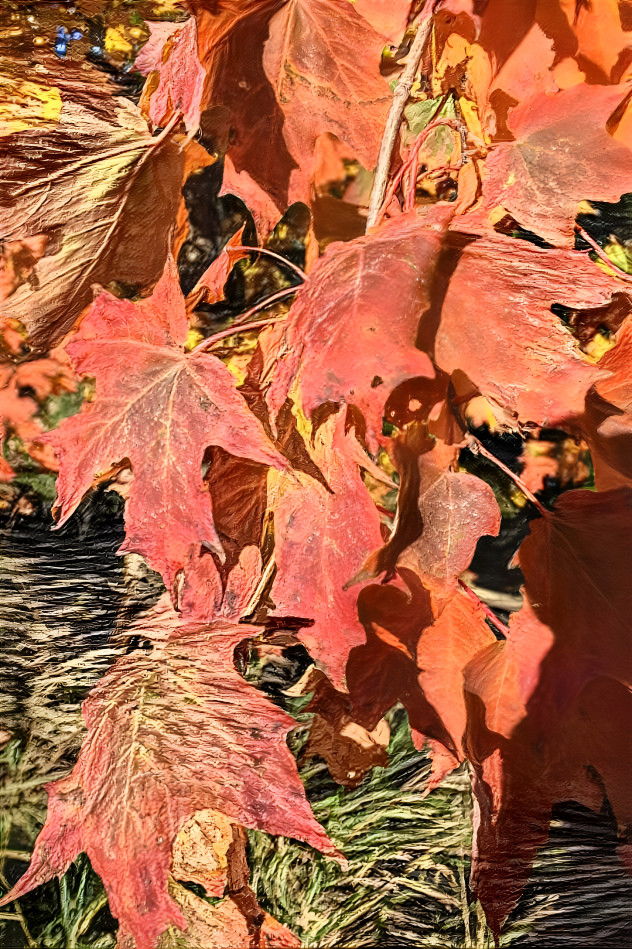 Fall leaves 