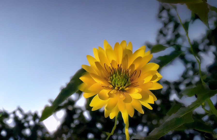 Vibrant yellow flower blooming against dusky sky and green foliage