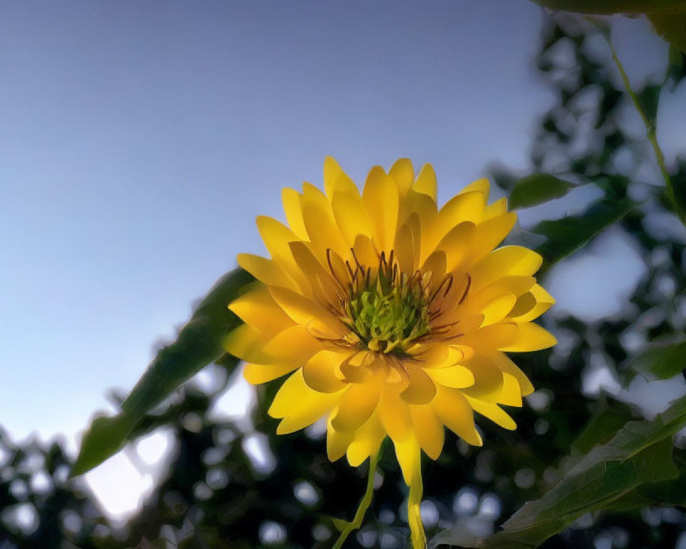 Vibrant yellow flower blooming against dusky sky and green foliage