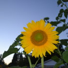 Vibrant yellow flower blooming against dusky sky and green foliage