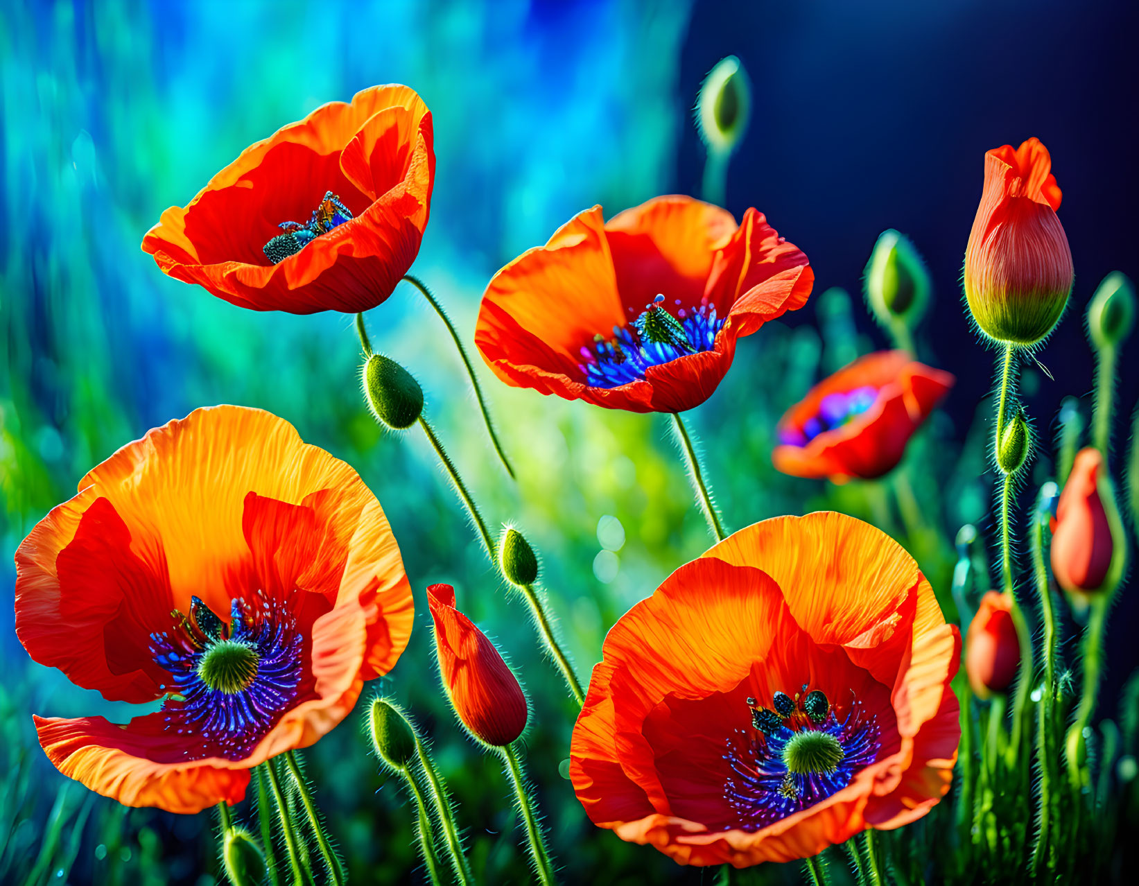 Colorful Poppy Field with Red Blooms and Blue-Green Background