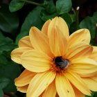 Surreal Yellow Flower Form with Eye on Green Background