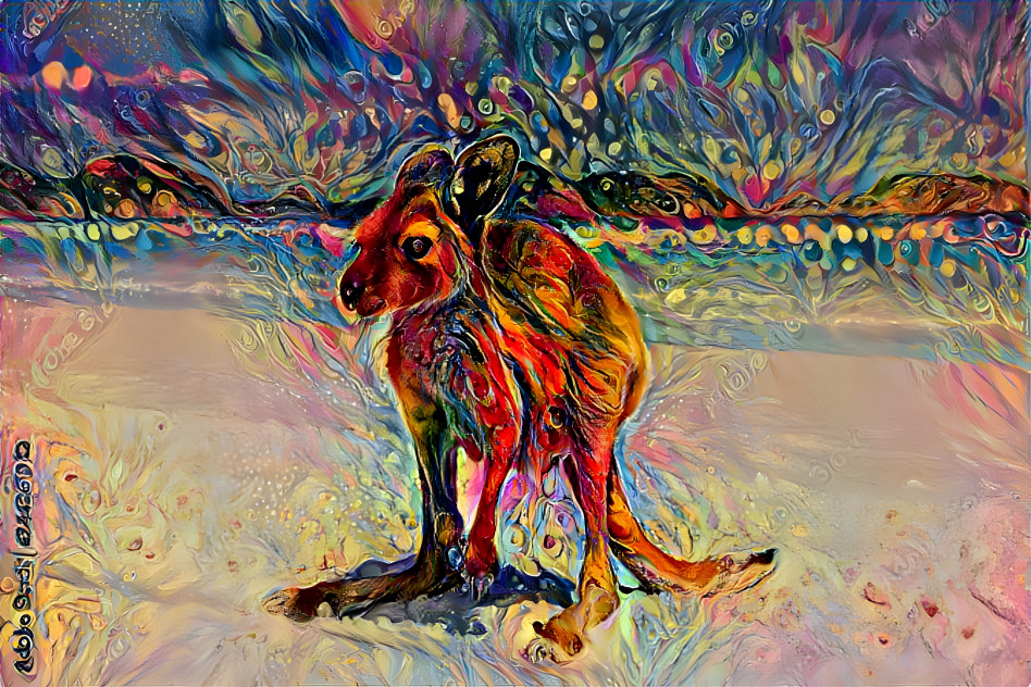  kangaroo