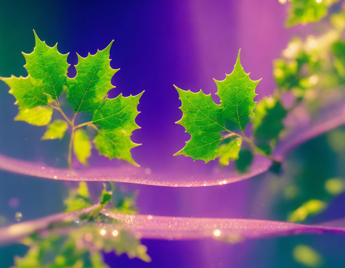 Jagged-edged green leaves on purple background with water droplets.