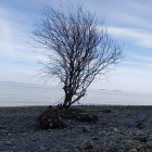 Leafless Tree in Misty Landscape with Colorful Mushrooms