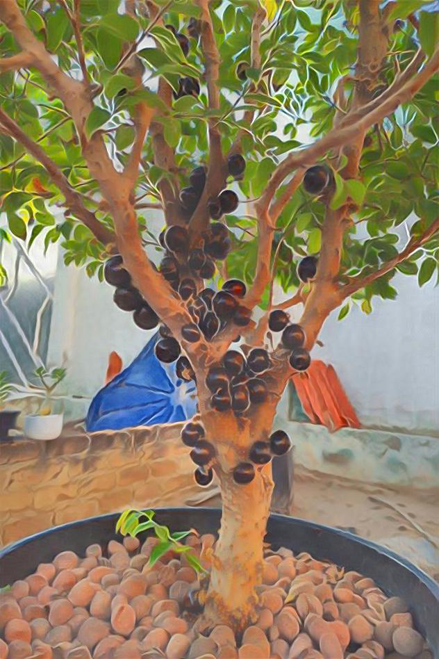 a beautiful jabuticaba