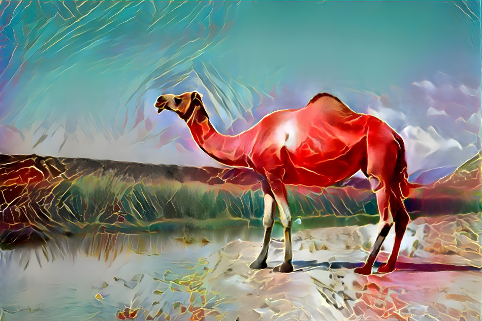 red camel