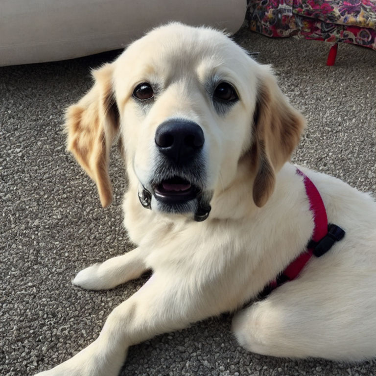 Golden Retriever in Red Harness Resting Indoors