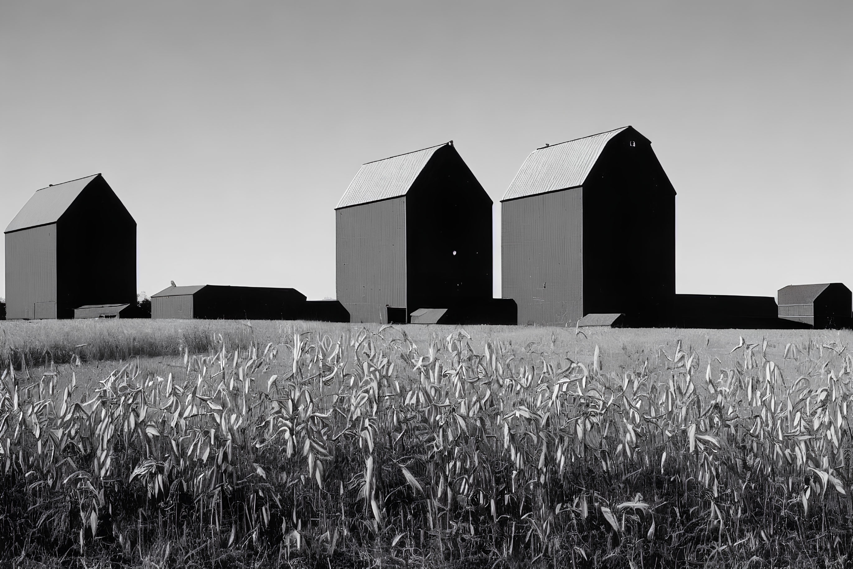 Monochrome photo of barns in field with crops under clear sky