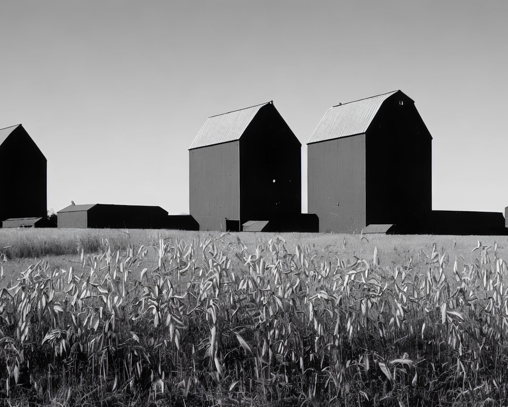 Monochrome photo of barns in field with crops under clear sky