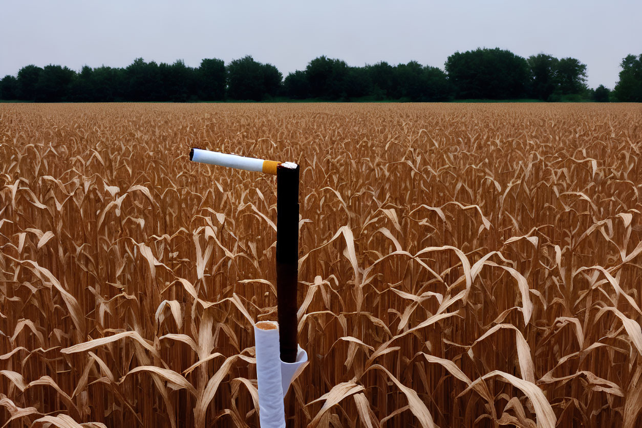 Tobacco cigarette impaled on metal pole in wheat field