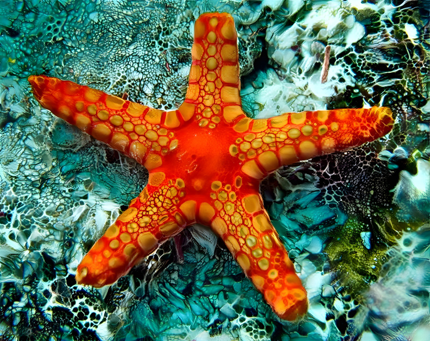 Orange Starfish!