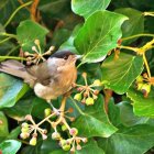 Vibrant bird with blue, white, and orange feathers on branch with green leaves and red berries