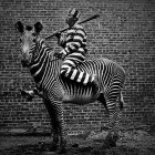 Zebra Among Abstract Black and White Patterns