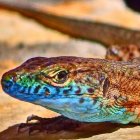 Colorful lizard on stone with geometric cityscape backdrop