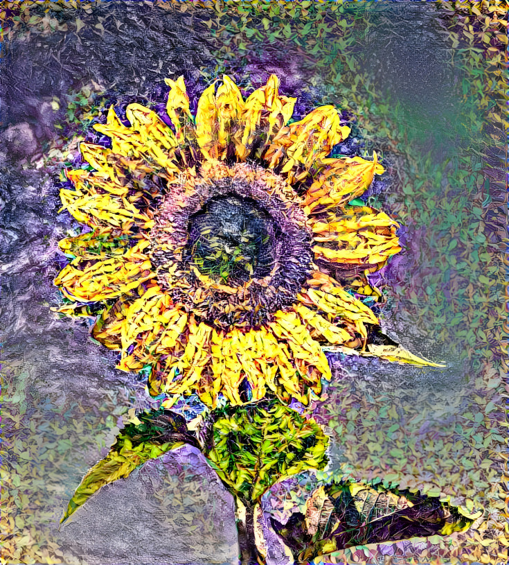 Sunflower