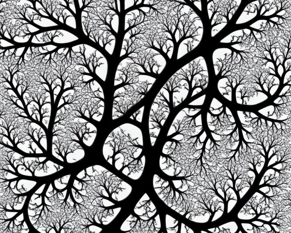 Monochromatic image of intricate black tree branches on white background