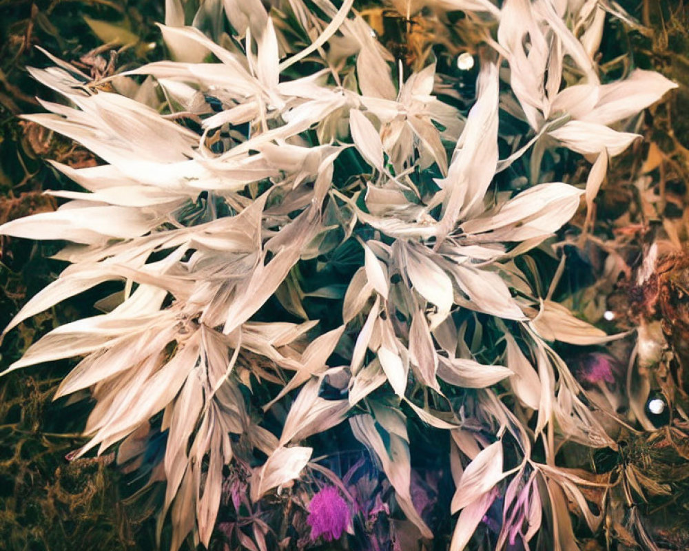 Cream-colored Leaves with Purple Foliage on Dark Background