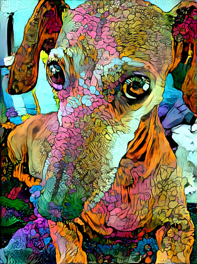 Dachshund #7