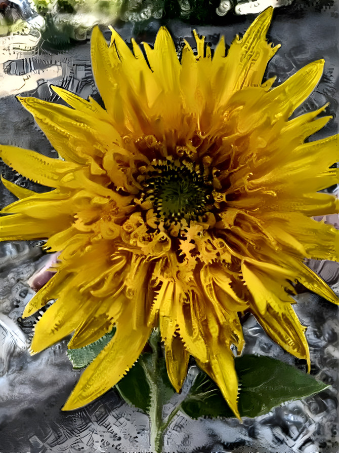 Sunflower 4