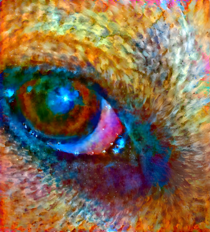 dog eye