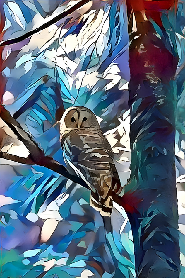 Barred Owl 