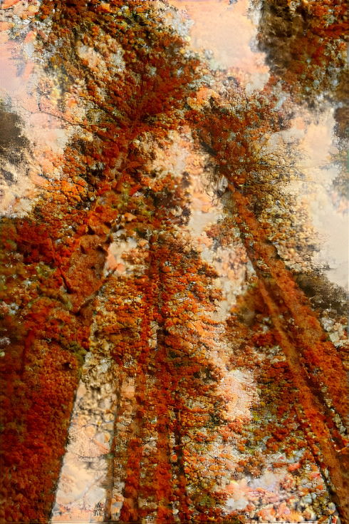 Orange forest